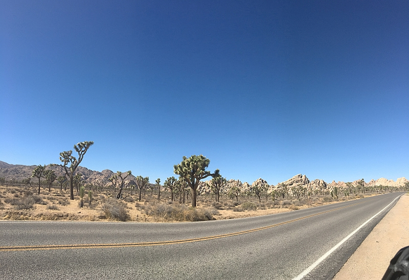 Joshua Tree NP